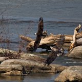 11SB0818 Bald Eagle Chasing Osprey
